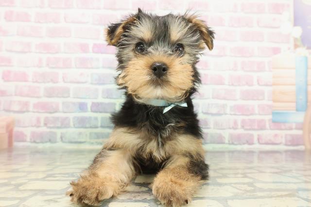 北海道のヨークシャーテリア (Coo&RIKU帯広店/2025年12月4日生まれ/男の子/スチールブルータン)の子犬の1枚目の画像