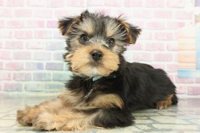 北海道のヨークシャーテリア (Coo&RIKU帯広店/2025年12月4日生まれ/男の子/スチールブルータン)の子犬の2枚目の画像