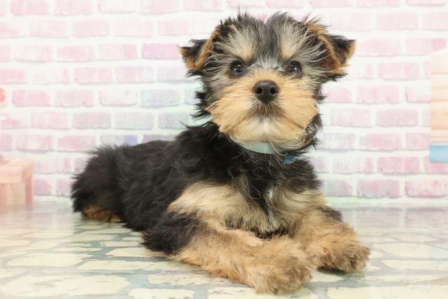 北海道のヨークシャーテリア (Coo&RIKU帯広店/2025年12月4日生まれ/男の子/スチールブルータン)の子犬の3枚目の画像