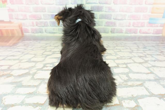 北海道のヨークシャーテリア (Coo&RIKU帯広店/2025年12月4日生まれ/男の子/スチールブルータン)の子犬の4枚目の画像