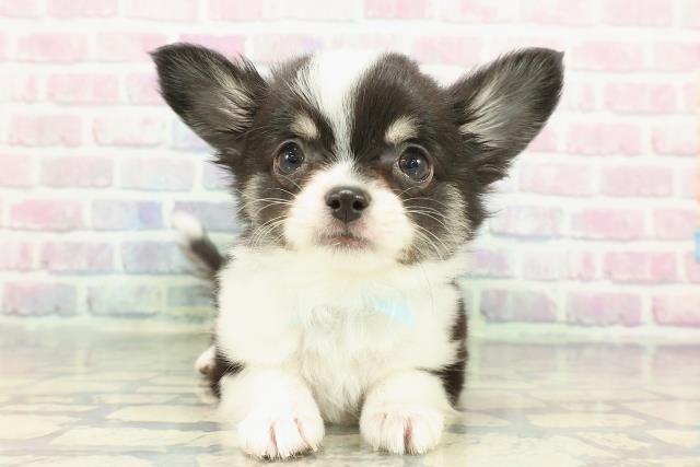 東京都のチワワ(ロング) (Coo&RIKU足立本店/2025年12月8日生まれ/男の子/ブラックタンホワイト)の子犬の1枚目の画像