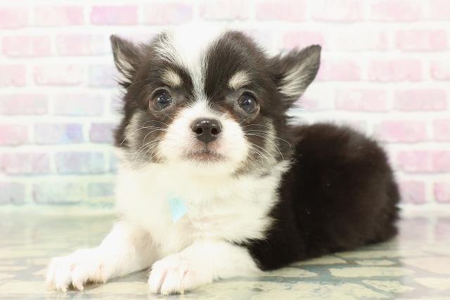 東京都のチワワ(ロング) (Coo&RIKU足立本店/2025年12月8日生まれ/男の子/ブラックタンホワイト)の子犬の2枚目の画像