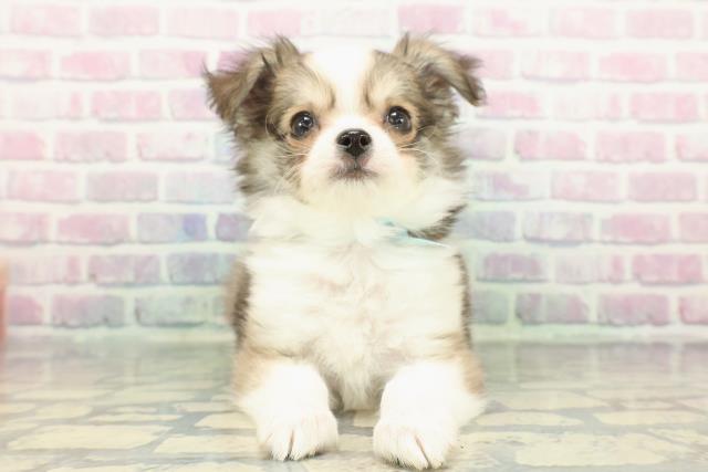 千葉県のチワワ(ロング) (Coo&RIKU若葉都賀店/2025年12月8日生まれ/男の子/フォーンホワイト)の子犬の1枚目の画像