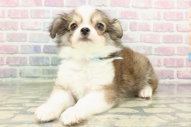 千葉県のチワワ(ロング) (Coo&RIKU若葉都賀店/2025年12月8日生まれ/男の子/フォーンホワイト)の子犬の2枚目の画像