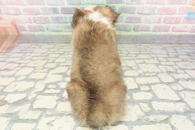 千葉県のチワワ(ロング) (Coo&RIKU若葉都賀店/2025年12月8日生まれ/男の子/フォーンホワイト)の子犬の4枚目の画像