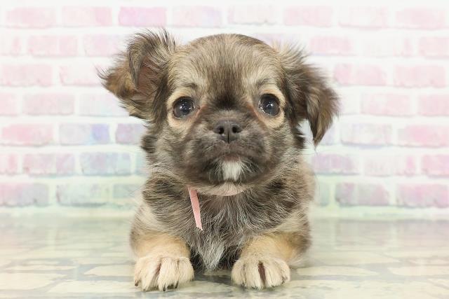 埼玉県のチワワ(ロング) (Coo&RIKU桶川店/2025年12月8日生まれ/女の子/フォーン)の子犬の1枚目の画像