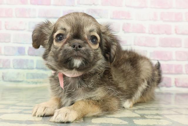 埼玉県のチワワ(ロング) (Coo&RIKU桶川店/2025年12月8日生まれ/女の子/フォーン)の子犬の2枚目の画像