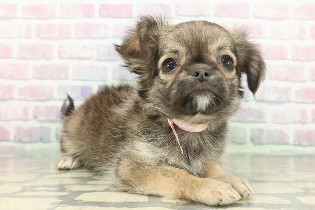 埼玉県のチワワ(ロング) (Coo&RIKU桶川店/2025年12月8日生まれ/女の子/フォーン)の子犬の3枚目の画像