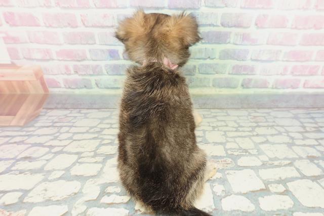 埼玉県のチワワ(ロング) (Coo&RIKU桶川店/2025年12月8日生まれ/女の子/フォーン)の子犬の4枚目の画像