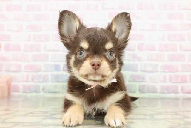 東京都のチワワ(ロング) (Coo&RIKU八王子西店/2025年12月8日生まれ/女の子/チョコレートタンホワイト)の子犬の1枚目の画像