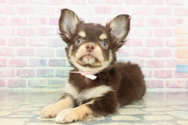 東京都のチワワ(ロング) (Coo&RIKU八王子西店/2025年12月8日生まれ/女の子/チョコレートタンホワイト)の子犬の2枚目の画像