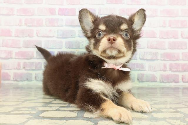 東京都のチワワ(ロング) (Coo&RIKU八王子西店/2025年12月8日生まれ/女の子/チョコレートタンホワイト)の子犬の3枚目の画像