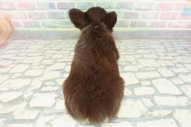 東京都のチワワ(ロング) (Coo&RIKU八王子西店/2025年12月8日生まれ/女の子/チョコレートタンホワイト)の子犬の4枚目の画像