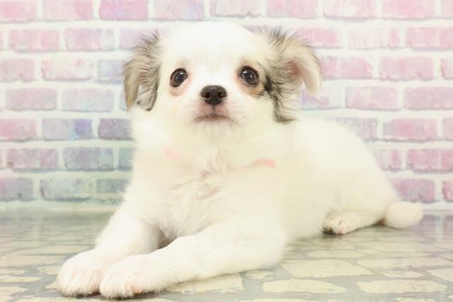 栃木県のチワワ(ロング) (Coo&RIKU足利店/2025年12月8日生まれ/女の子/パーティーカラー)の子犬の2枚目の画像