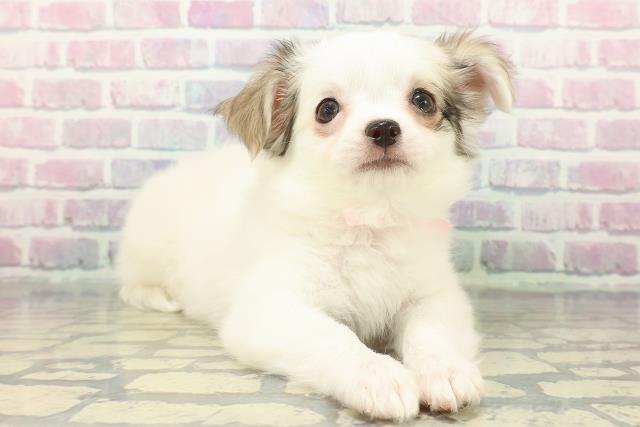 栃木県のチワワ(ロング) (Coo&RIKU足利店/2025年12月8日生まれ/女の子/パーティーカラー)の子犬の3枚目の画像