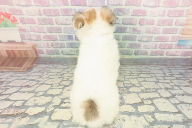 栃木県のチワワ(ロング) (Coo&RIKU足利店/2025年12月8日生まれ/女の子/パーティーカラー)の子犬の4枚目の画像