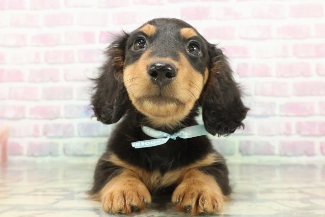 北海道のミニチュアダックスフンド(ロング) (Coo&RIKU札幌東店/2025年12月9日生まれ/男の子/ブラックタン)の子犬の1枚目の画像