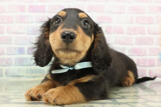 北海道のミニチュアダックスフンド(ロング) (Coo&RIKU札幌東店/2025年12月9日生まれ/男の子/ブラックタン)の子犬の2枚目の画像