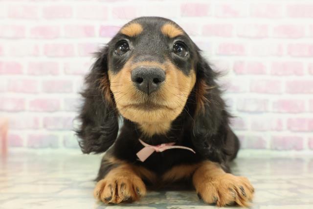 千葉県のミニチュアダックスフンド(ロング) (Coo&RIKUアクロスモール新鎌ケ谷店/2025年12月9日生まれ/女の子/ブラックタン)の子犬