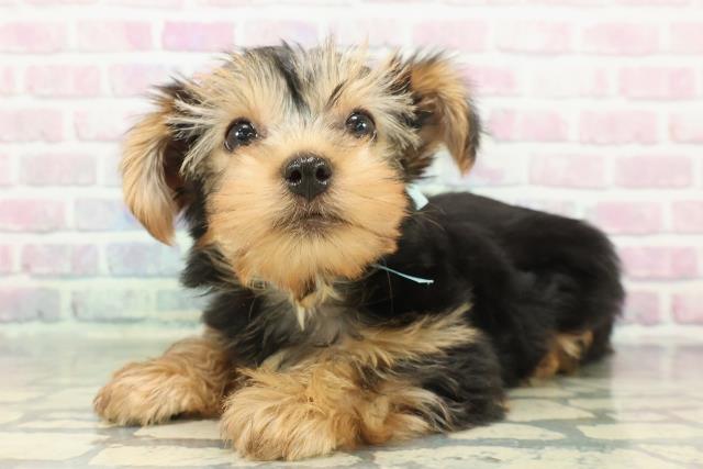 北海道のヨークシャーテリア (Coo&RIKU岩見沢店/2025年12月9日生まれ/男の子/スチールブルータン)の子犬の2枚目の画像