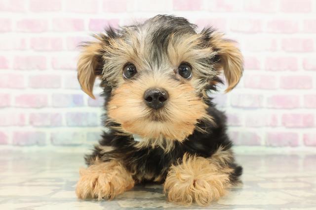 秋田県のヨークシャーテリア (Coo&RIKU秋田店/2025年12月9日生まれ/男の子/スチールブルータン)の子犬の1枚目の画像