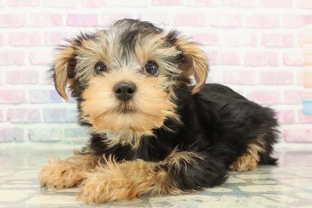 秋田県のヨークシャーテリア (Coo&RIKU秋田店/2025年12月9日生まれ/男の子/スチールブルータン)の子犬の2枚目の画像