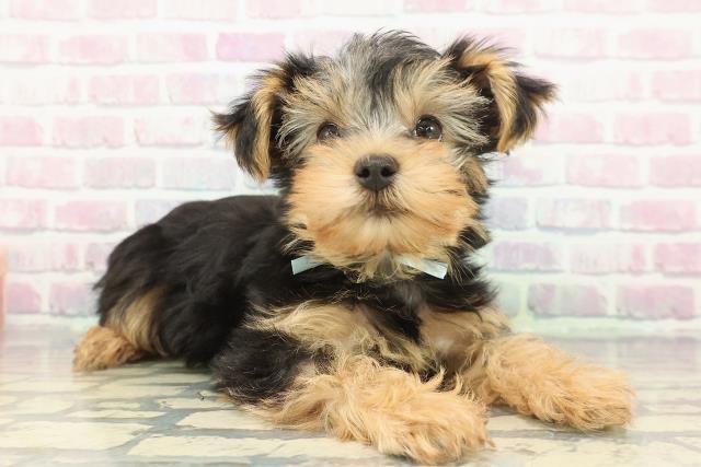 秋田県のヨークシャーテリア (Coo&RIKU秋田店/2025年12月9日生まれ/男の子/スチールブルータン)の子犬の3枚目の画像