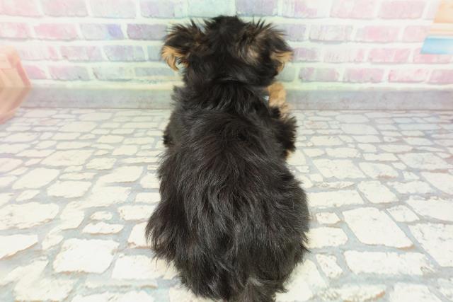 秋田県のヨークシャーテリア (Coo&RIKU秋田店/2025年12月9日生まれ/男の子/スチールブルータン)の子犬の4枚目の画像