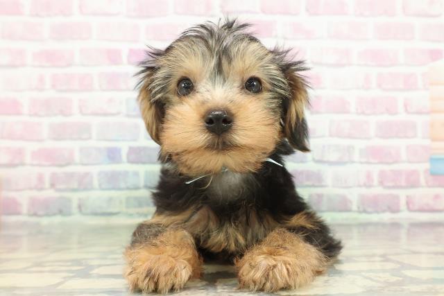 東京都のヨークシャーテリア (Coo&RIKU足立本店/2025年12月9日生まれ/男の子/スチールブルータン)の子犬の1枚目の画像