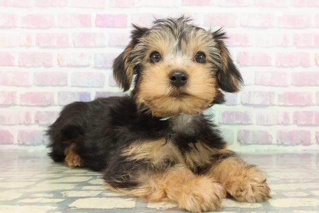 東京都のヨークシャーテリア (Coo&RIKU足立本店/2025年12月9日生まれ/男の子/スチールブルータン)の子犬の3枚目の画像