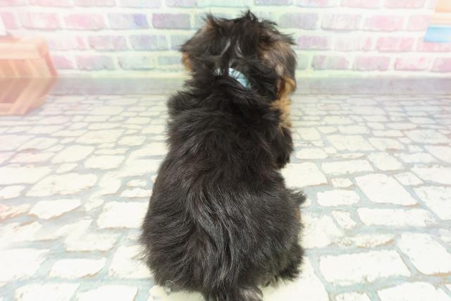 東京都のヨークシャーテリア (Coo&RIKU足立本店/2025年12月9日生まれ/男の子/スチールブルータン)の子犬の4枚目の画像