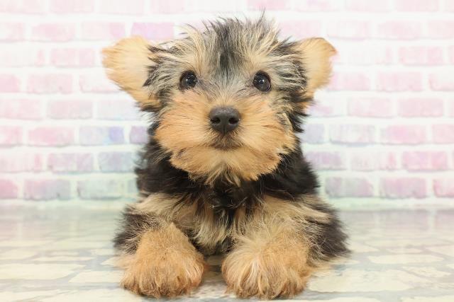 北海道のヨークシャーテリア (Coo&RIKU室蘭店/2025年12月9日生まれ/女の子/スチールブルータン)の子犬の1枚目の画像