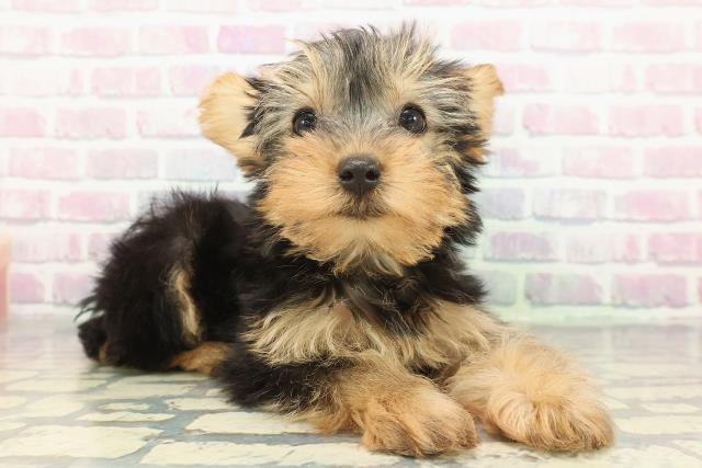 北海道のヨークシャーテリア (Coo&RIKU室蘭店/2025年12月9日生まれ/女の子/スチールブルータン)の子犬の3枚目の画像