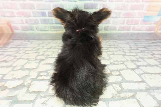 北海道のヨークシャーテリア (Coo&RIKU室蘭店/2025年12月9日生まれ/女の子/スチールブルータン)の子犬の4枚目の画像