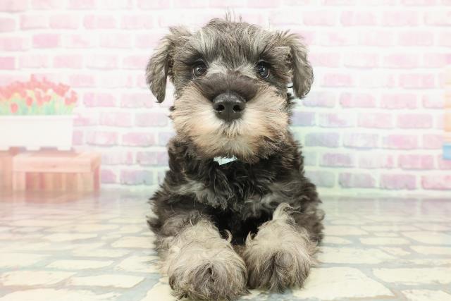 新潟県のミニチュアシュナウザー (Coo&RIKU新潟西店/2025年12月10日生まれ/男の子/ソルトペッパー)の子犬の1枚目の画像