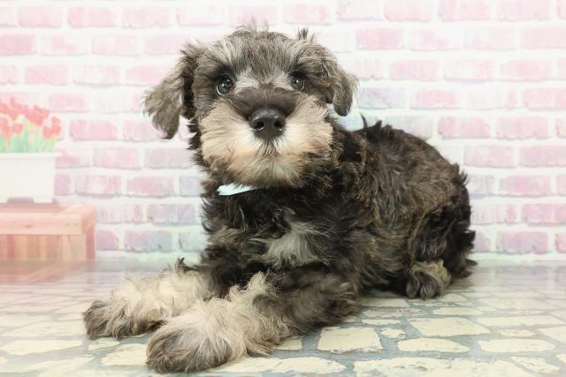 新潟県のミニチュアシュナウザー (Coo&RIKU新潟西店/2025年12月10日生まれ/男の子/ソルトペッパー)の子犬の2枚目の画像