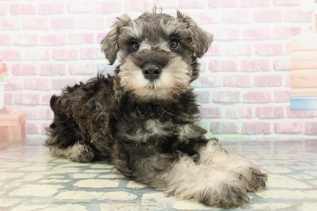 新潟県のミニチュアシュナウザー (Coo&RIKU新潟西店/2025年12月10日生まれ/男の子/ソルトペッパー)の子犬の3枚目の画像