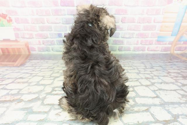 新潟県のミニチュアシュナウザー (Coo&RIKU新潟西店/2025年12月10日生まれ/男の子/ソルトペッパー)の子犬の4枚目の画像