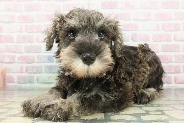 栃木県のミニチュアシュナウザー (Coo&RIKUFKDインターパーク店/2025年12月10日生まれ/男の子/ソルトペッパー)の子犬の2枚目の画像