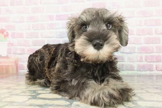 栃木県のミニチュアシュナウザー (Coo&RIKUFKDインターパーク店/2025年12月10日生まれ/男の子/ソルトペッパー)の子犬の3枚目の画像