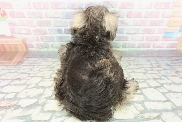 栃木県のミニチュアシュナウザー (Coo&RIKUFKDインターパーク店/2025年12月10日生まれ/男の子/ソルトペッパー)の子犬の4枚目の画像