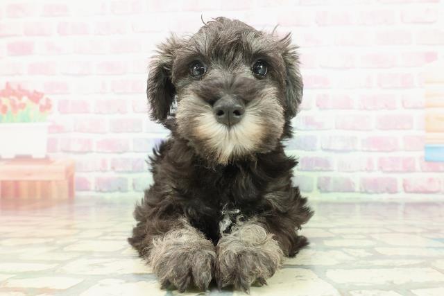 東京都のミニチュアシュナウザー (Coo&RIKU江戸川店/2025年12月10日生まれ/女の子/ソルトペッパー)の子犬の1枚目の画像
