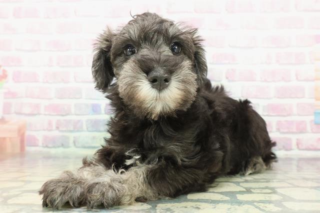 東京都のミニチュアシュナウザー (Coo&RIKU江戸川店/2025年12月10日生まれ/女の子/ソルトペッパー)の子犬の2枚目の画像