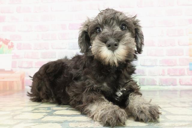 東京都のミニチュアシュナウザー (Coo&RIKU江戸川店/2025年12月10日生まれ/女の子/ソルトペッパー)の子犬の3枚目の画像