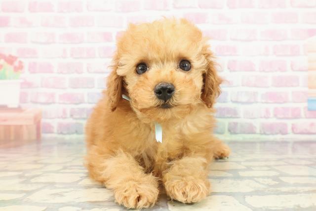 北海道のトイプードル(トイ) (Coo&RIKU釧路店/2025年12月10日生まれ/男の子/アプリコット)の子犬の1枚目の画像