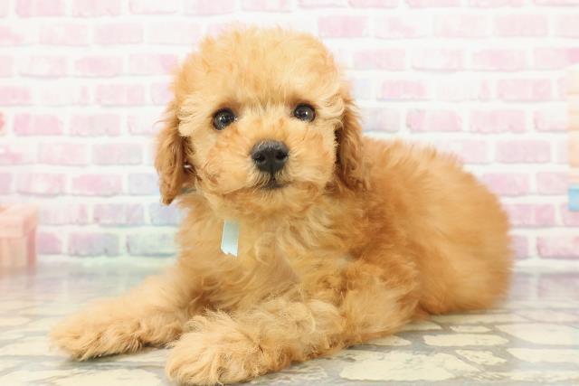 北海道のトイプードル(トイ) (Coo&RIKU釧路店/2025年12月10日生まれ/男の子/アプリコット)の子犬の2枚目の画像