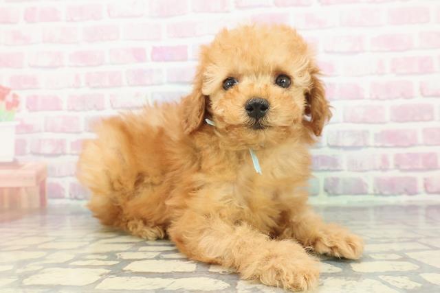 北海道のトイプードル(トイ) (Coo&RIKU釧路店/2025年12月10日生まれ/男の子/アプリコット)の子犬の3枚目の画像