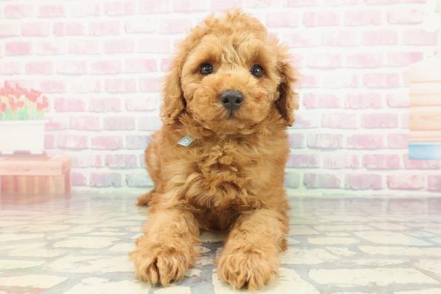 北海道のトイプードル(トイ) (Coo&RIKU室蘭店/2025年12月10日生まれ/男の子/レッド)の子犬の1枚目の画像