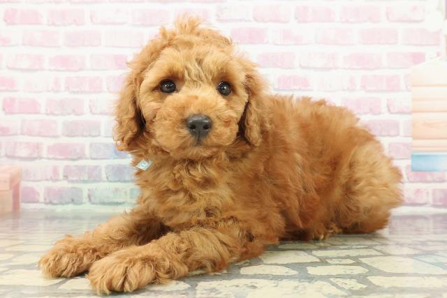 北海道のトイプードル(トイ) (Coo&RIKU室蘭店/2025年12月10日生まれ/男の子/レッド)の子犬の2枚目の画像