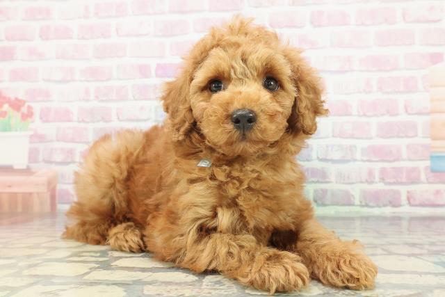 北海道のトイプードル(トイ) (Coo&RIKU室蘭店/2025年12月10日生まれ/男の子/レッド)の子犬の3枚目の画像